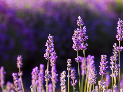Lavendel
