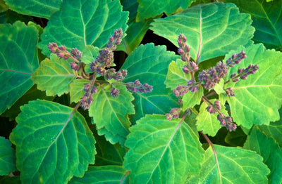 Pogostemon Cablin-olie (Patchouli)